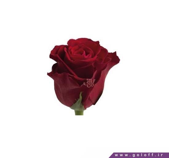 خرید گل رز هلندی میرنا - Rose | گل آف